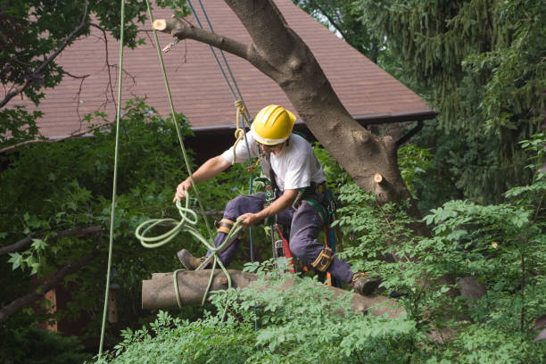 Lawn Watering Services in Waterville, OH