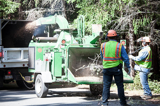 Trusted Waterville, OH Tree Services Experts